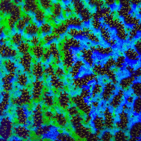 TSA Grafted Gamma Knife Hydnophora Coral