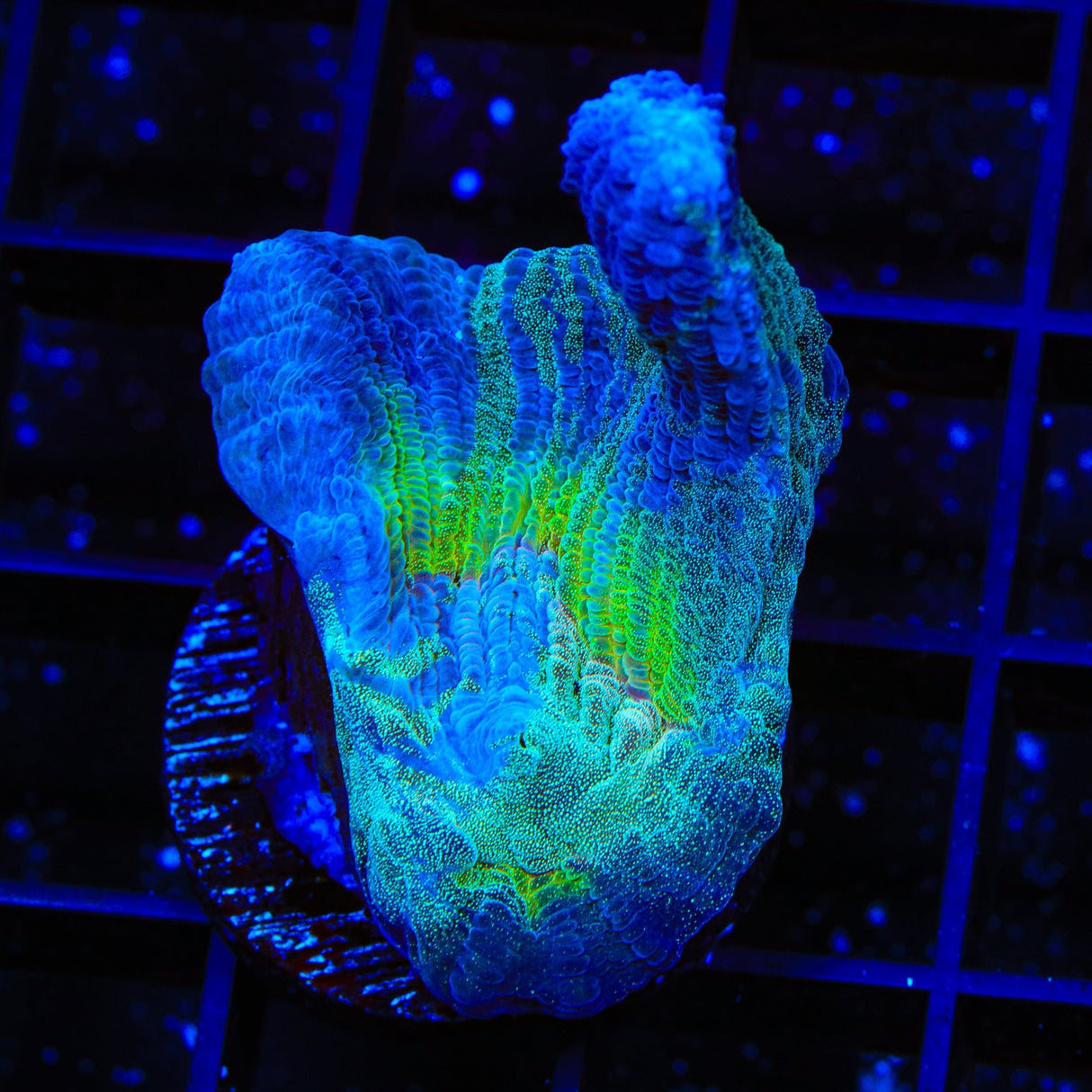 TSA Grafted Glitter Pectinia Coral