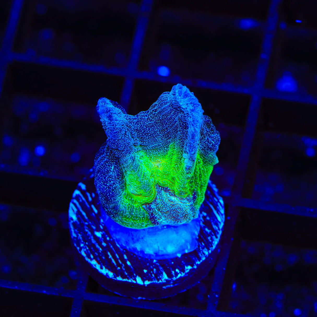 TSA Grafted Glitter Pectinia Coral