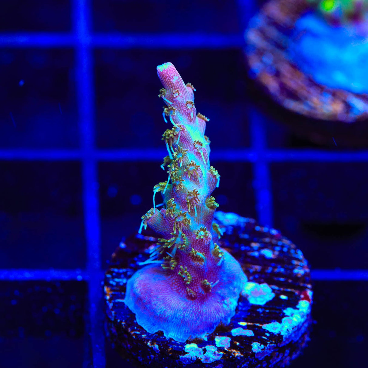 TSA Grape Ape Acropora Coral