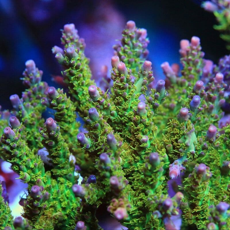 アラミスTVPROCUP TSA Pineapple Juice Acropora Coral – Top Shelf Aquatics