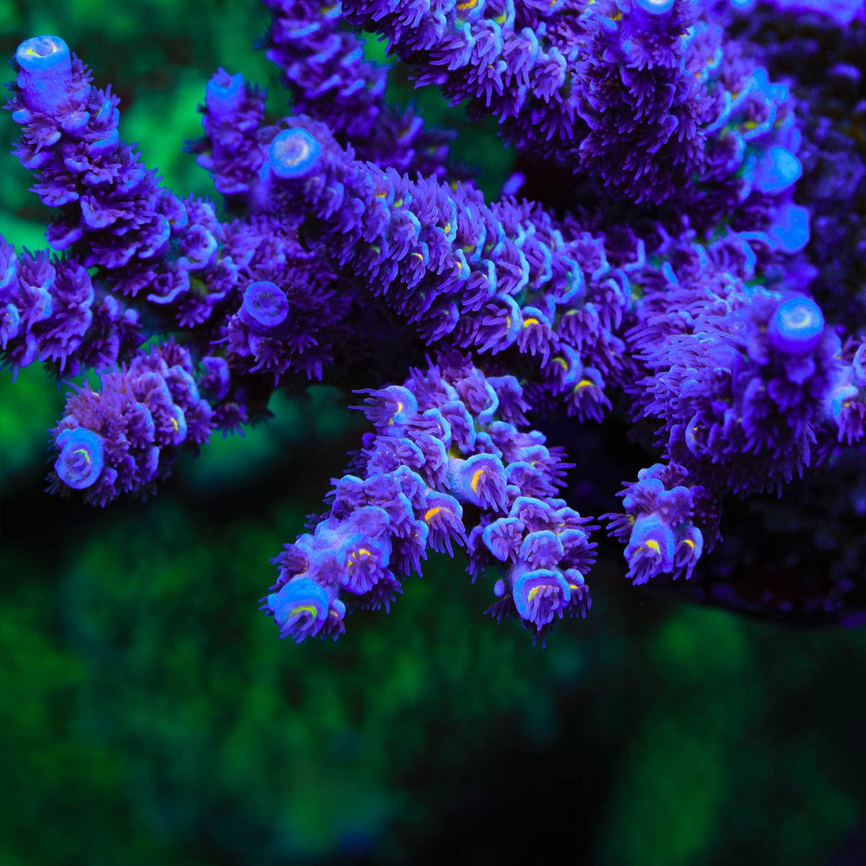 TSA Grape Inferno Acropora Coral