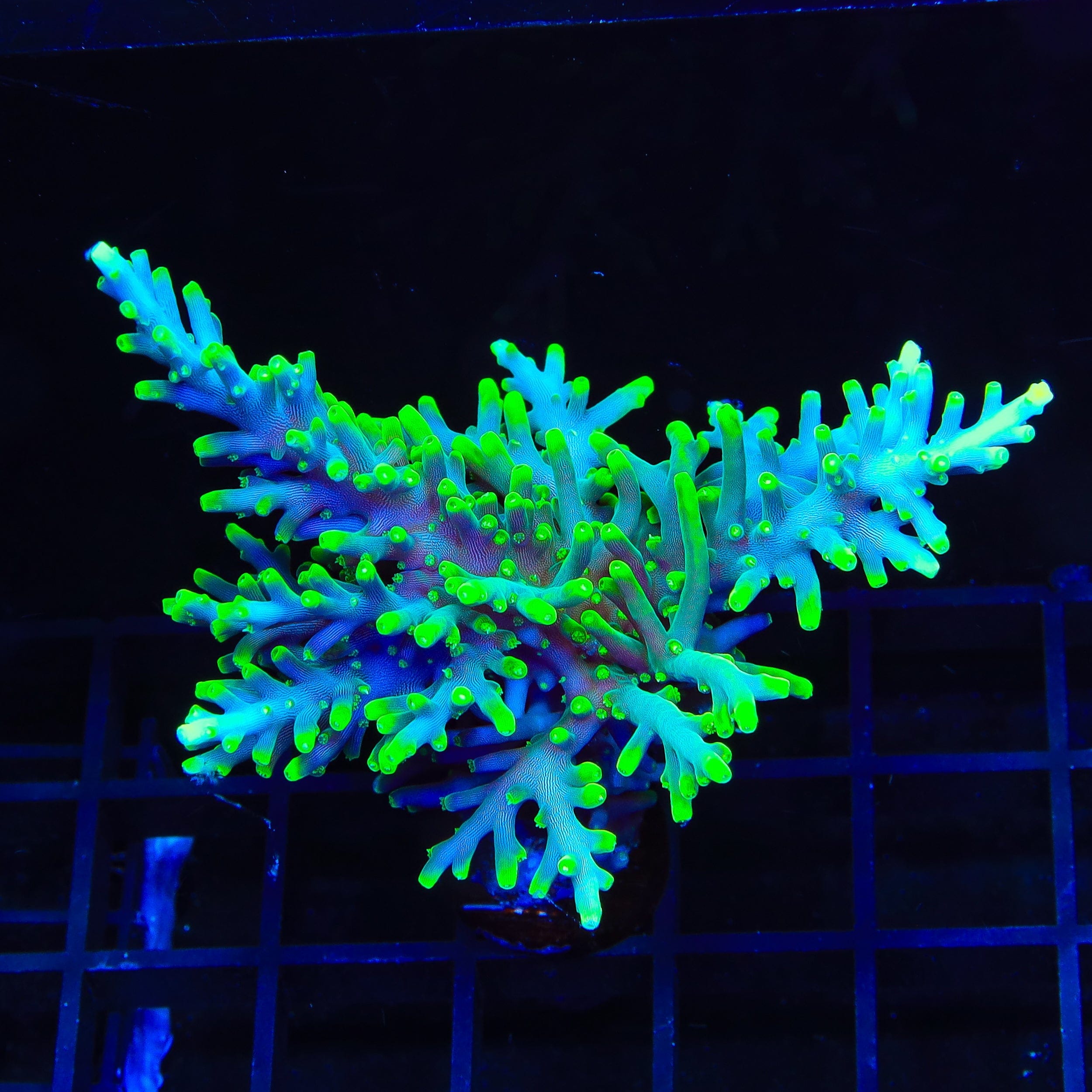 TSA Green Dragon Acropora Colony Coral