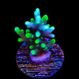 TSA Green Dragon Acropora Coral