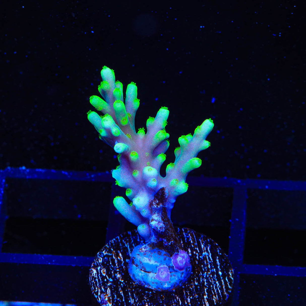TSA Green Dragon Acropora Coral