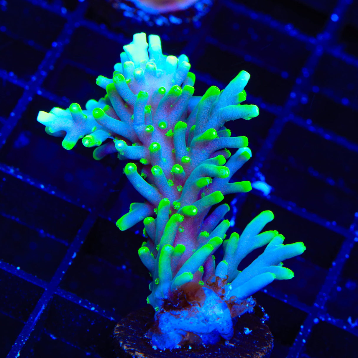 TSA Green Dragon Acropora XL Frag Coral