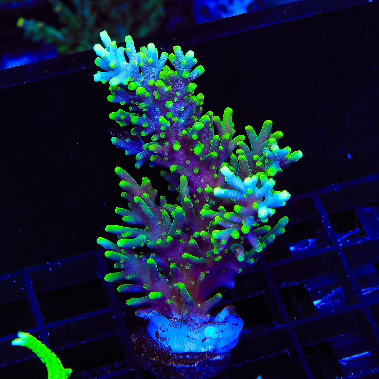 TSA Green Dragon Acropora XL Frag Coral