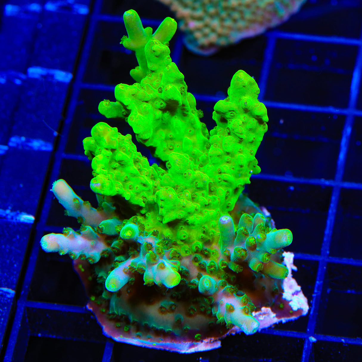 TSA Green Hornet Acropora XL Frag Coral