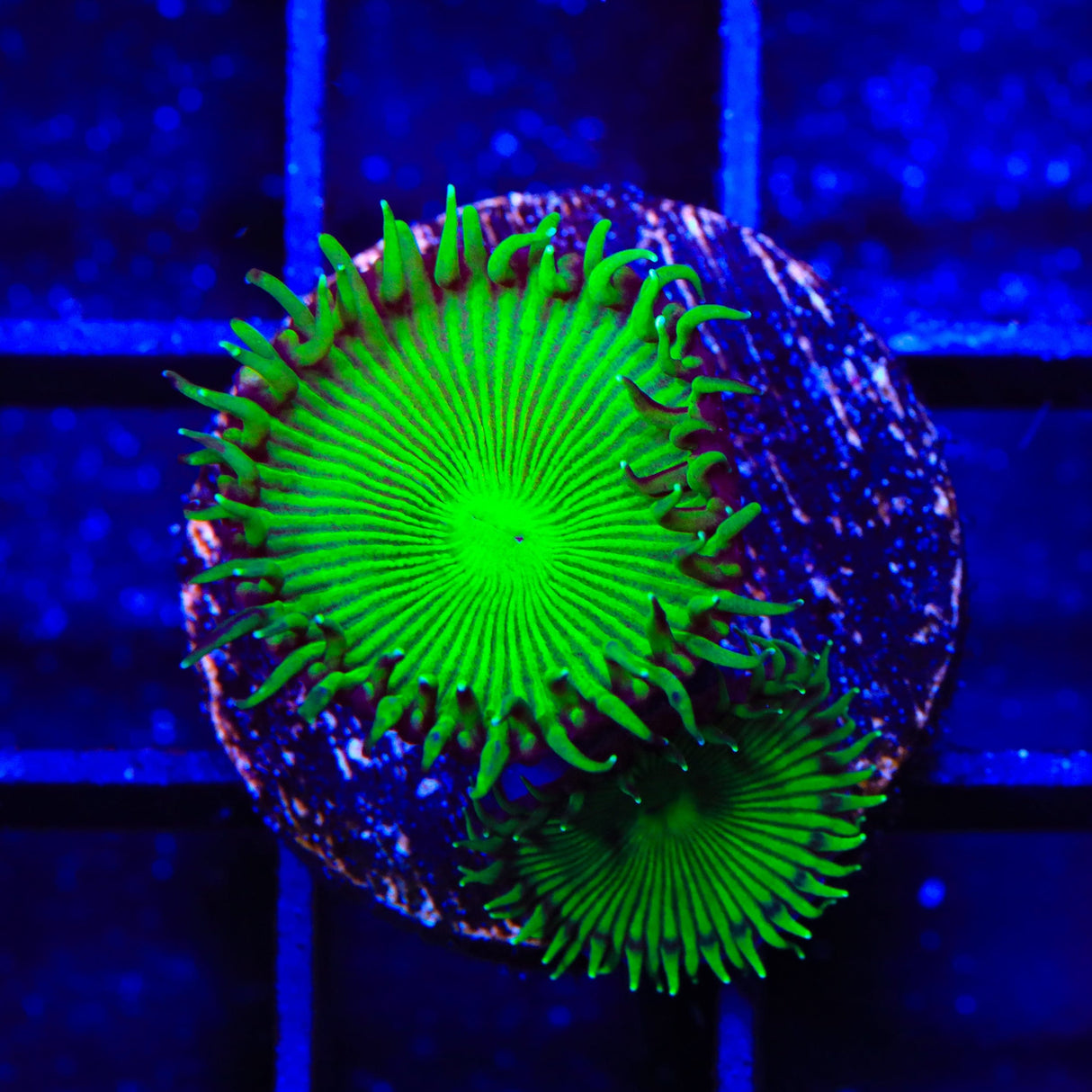TSA Green Implosion Palythoa Coral