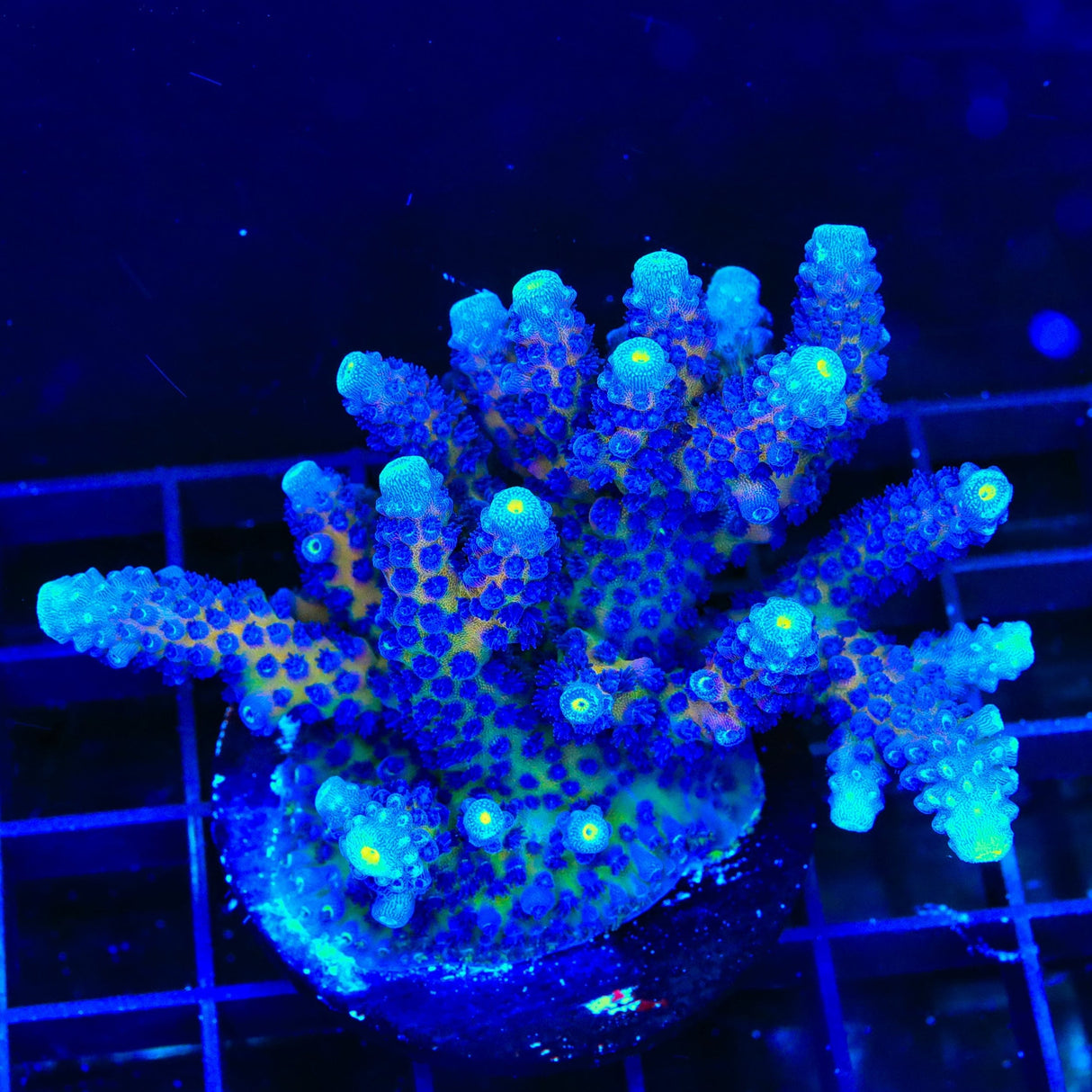 TSA Grimace Fiji Somoensis Acropora Colony Coral