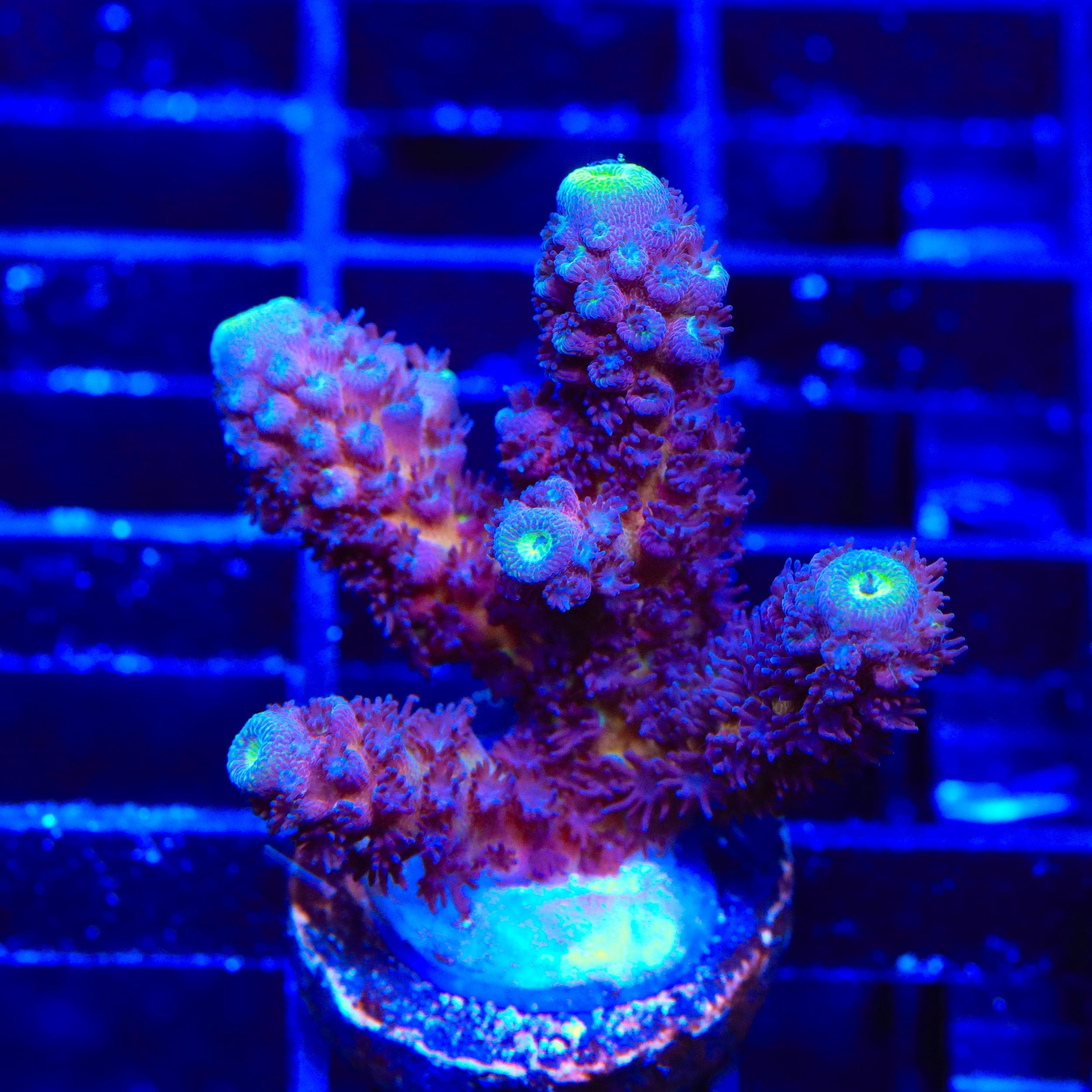 TSA Grimace Fiji Somoensis Acropora Coral – Top Shelf Aquatics