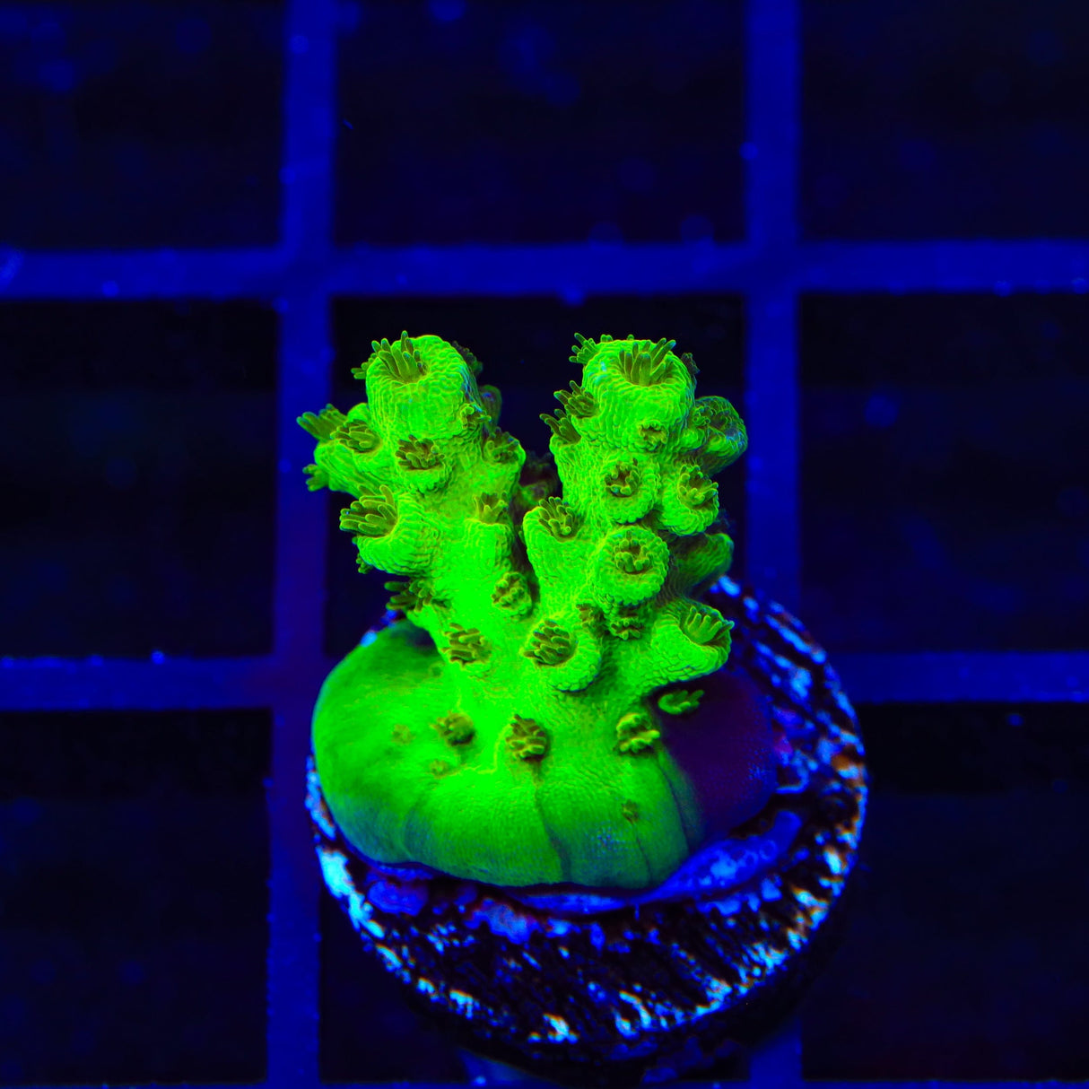 TSA Grinch Sarmentosa Acropora Coral