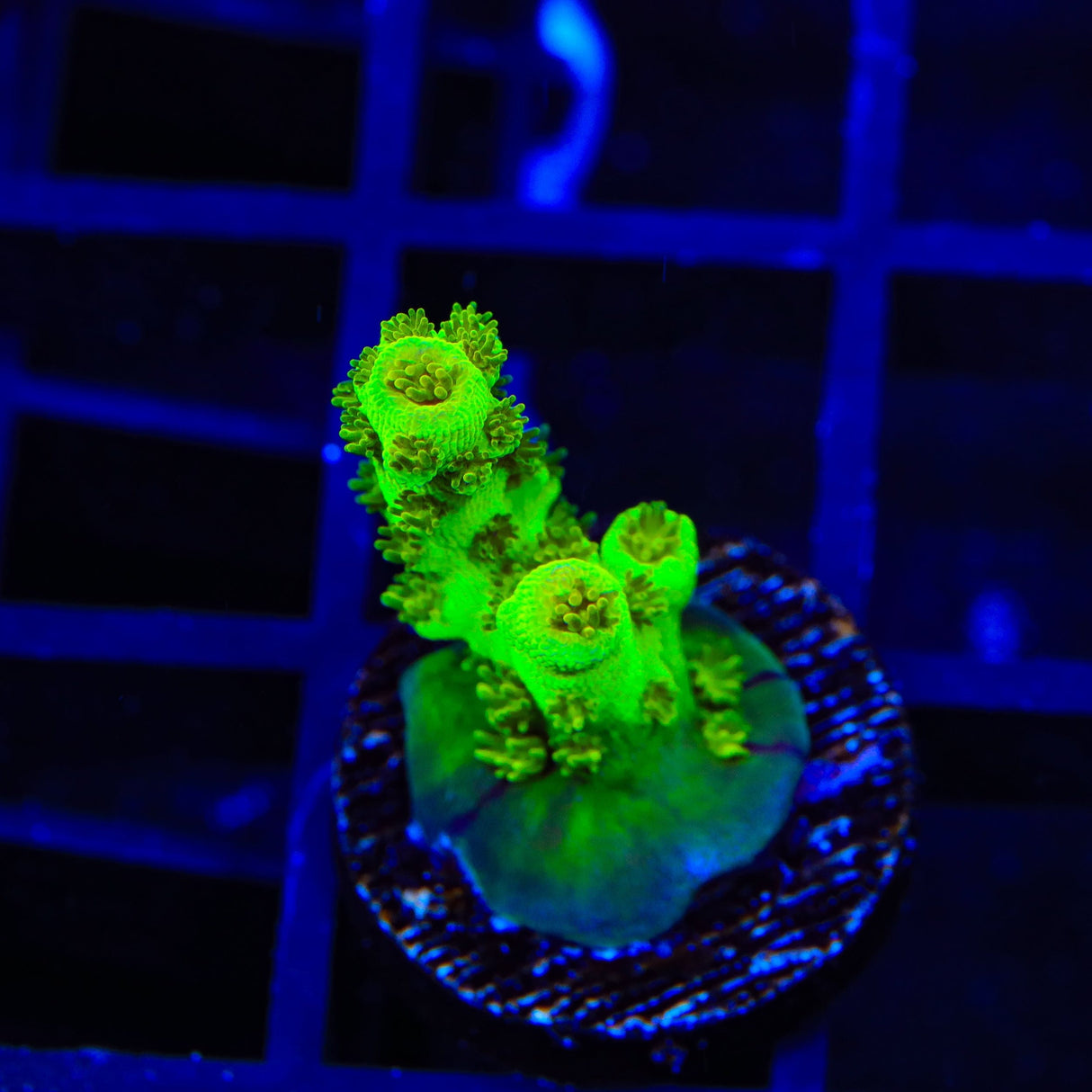 TSA Grinch Sarmentosa Acropora Coral