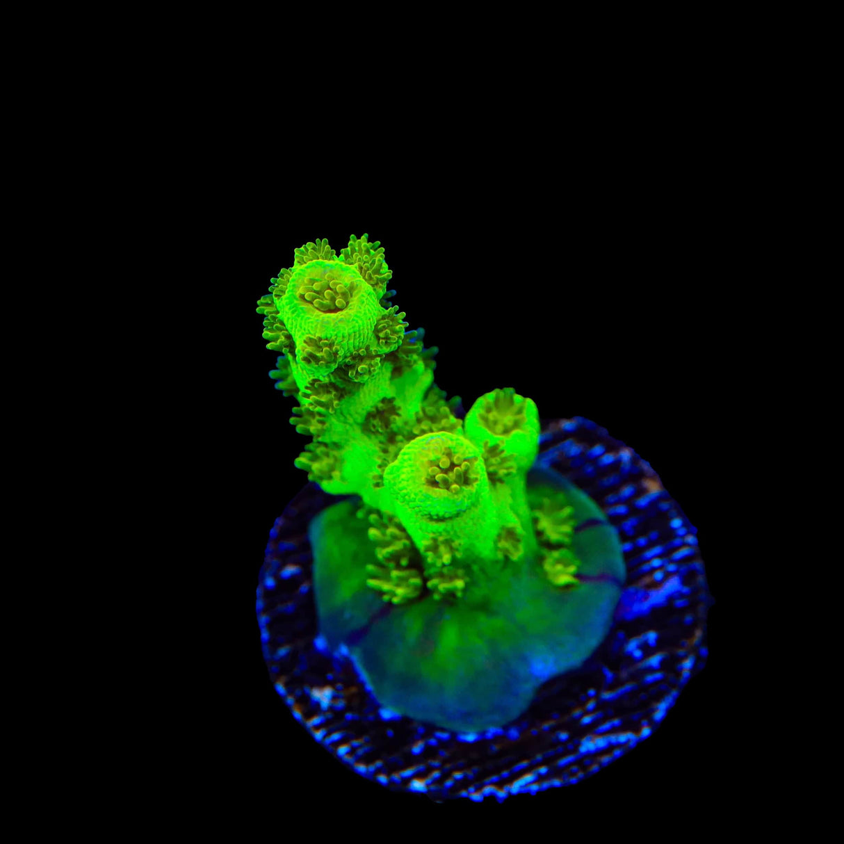 TSA Grinch Sarmentosa Acropora Coral