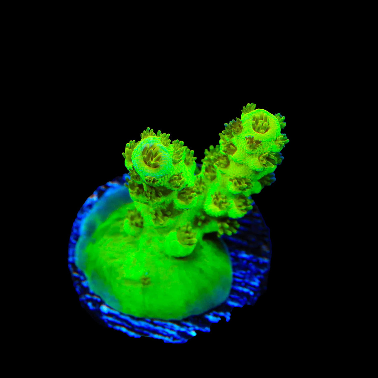 TSA Grinch Sarmentosa Acropora Coral