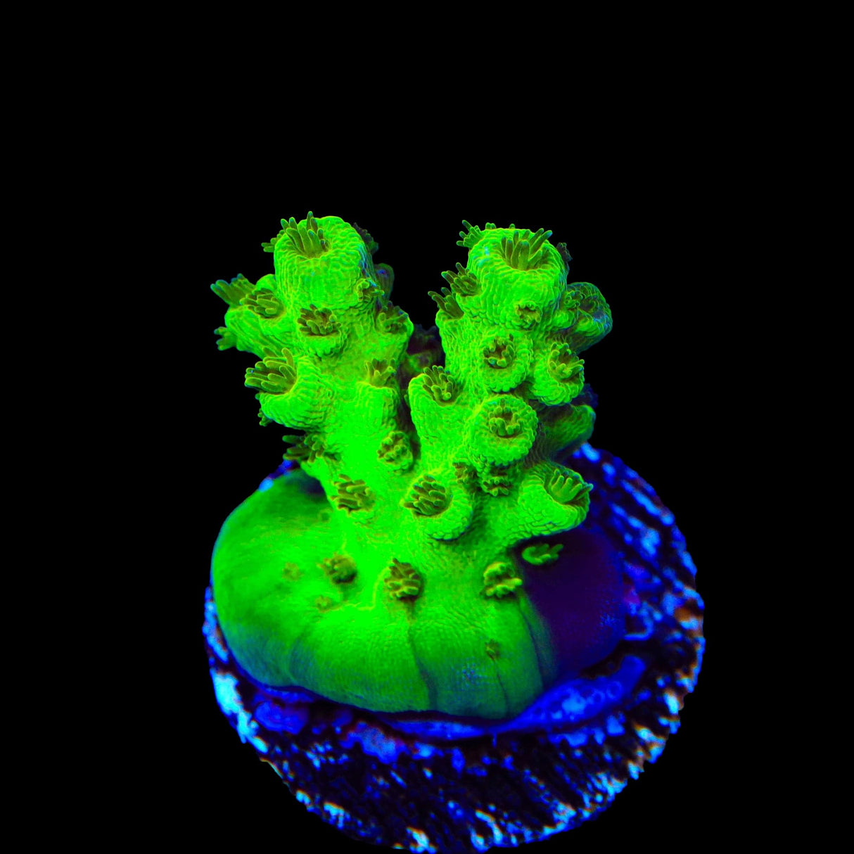 TSA Grinch Sarmentosa Acropora Coral