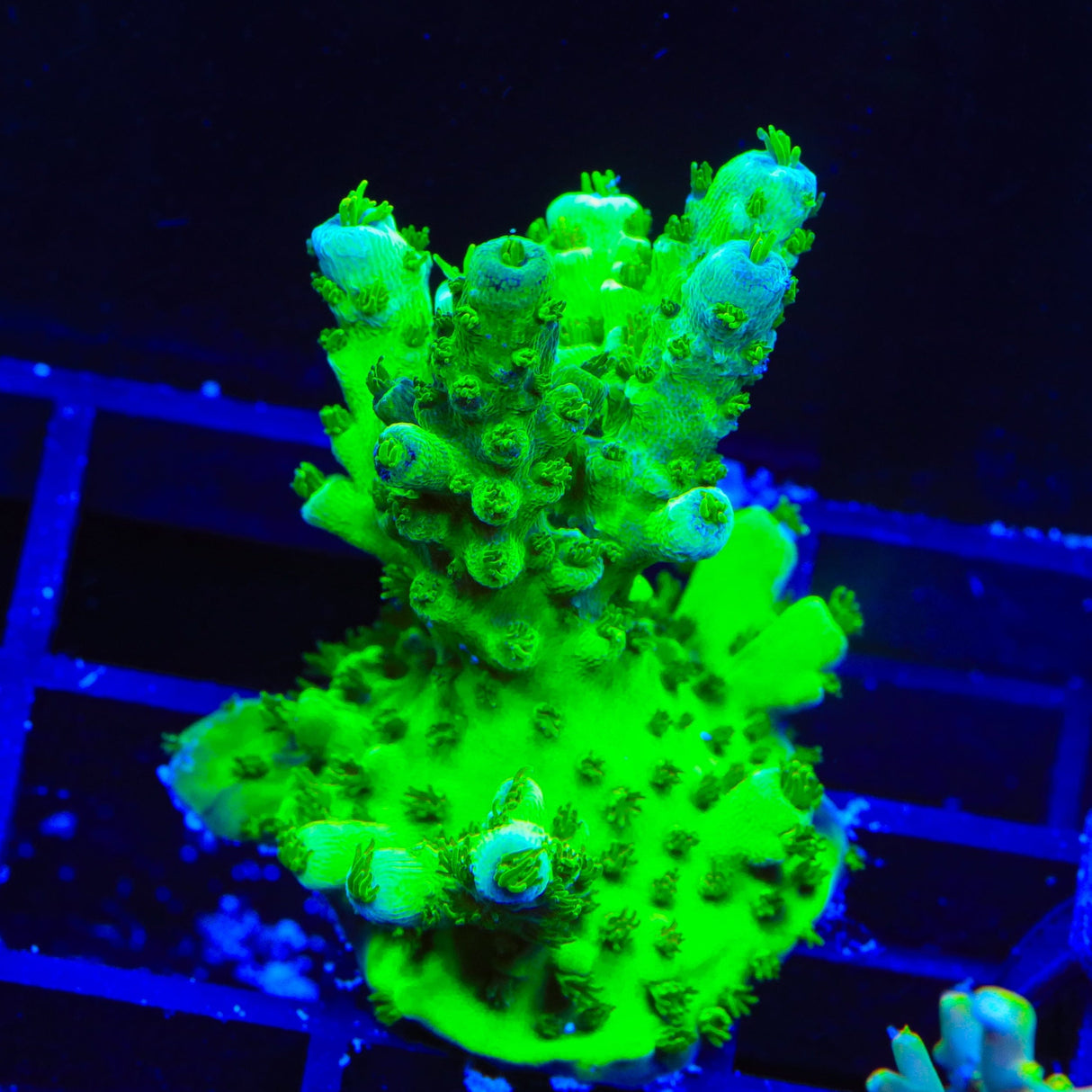 TSA Grinch Sarmentosa Acropora Coral