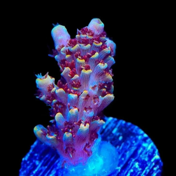 TSA Habanero Acropora Coral