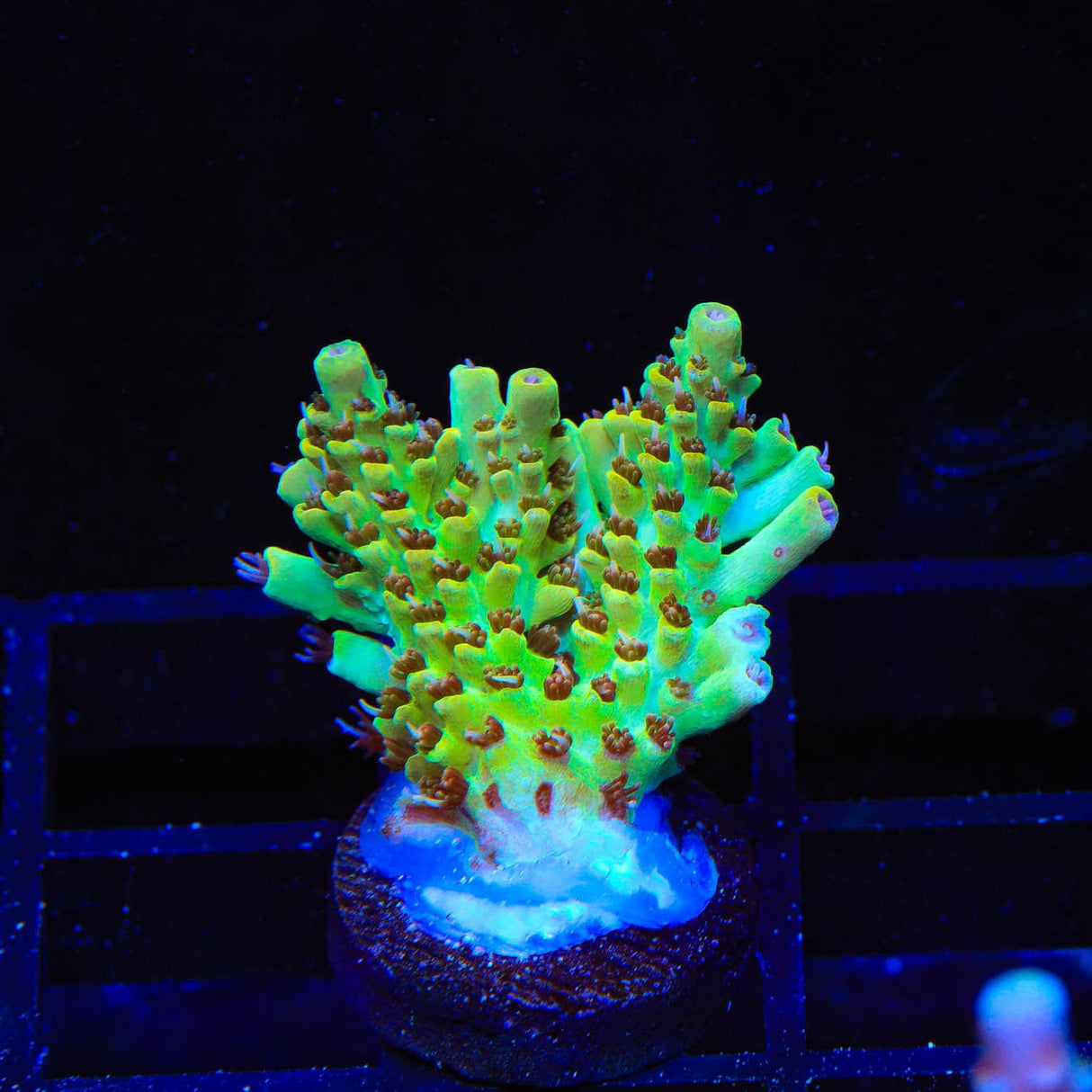 TSA Harvey Wallbanger Acropora Coral