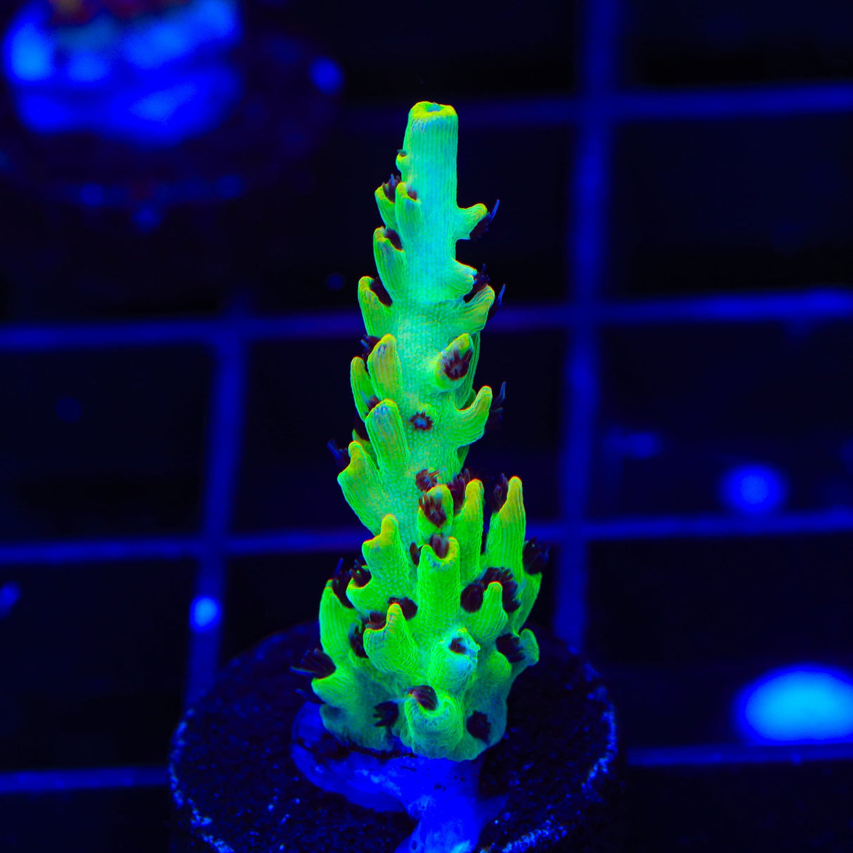 TSA Harvey Wallbanger Acropora Coral