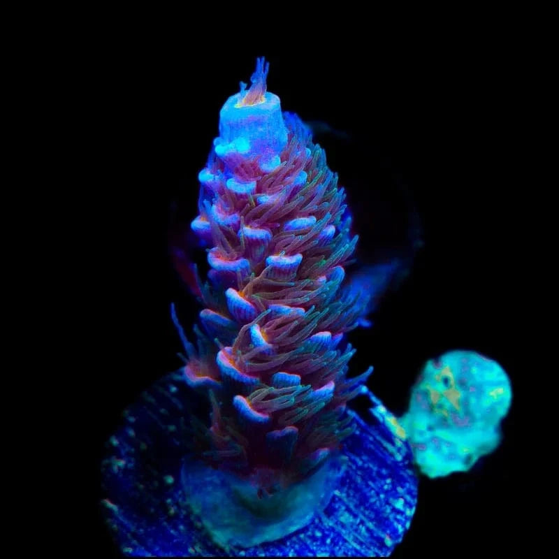 TSA Haymaker Tenuis Acropora Coral