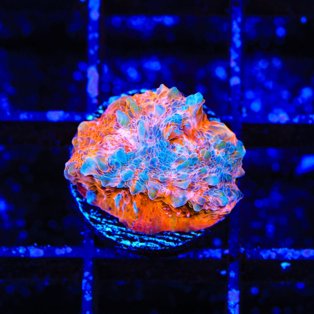 TSA Heat Wave Chalice Coral