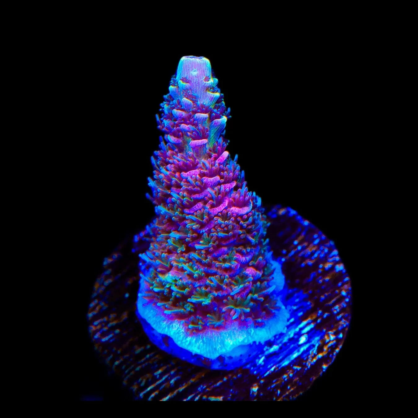 TSA Heaven and Hell Millepora Acropora Coral – Top Shelf Aquatics