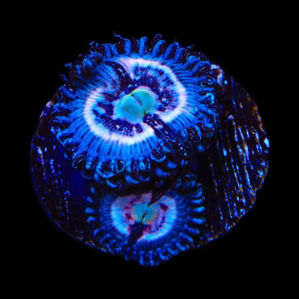 TSA Helter Skelter Zoanthids Coral