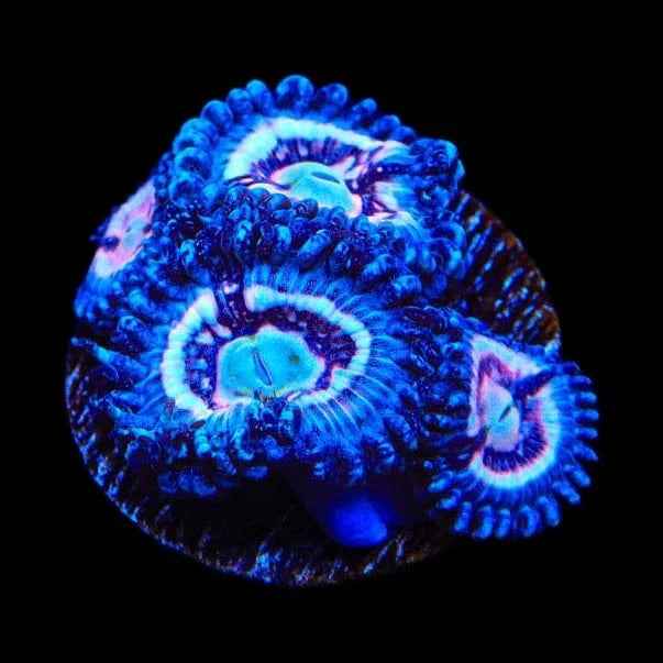 TSA Helter Skelter Zoanthids Coral
