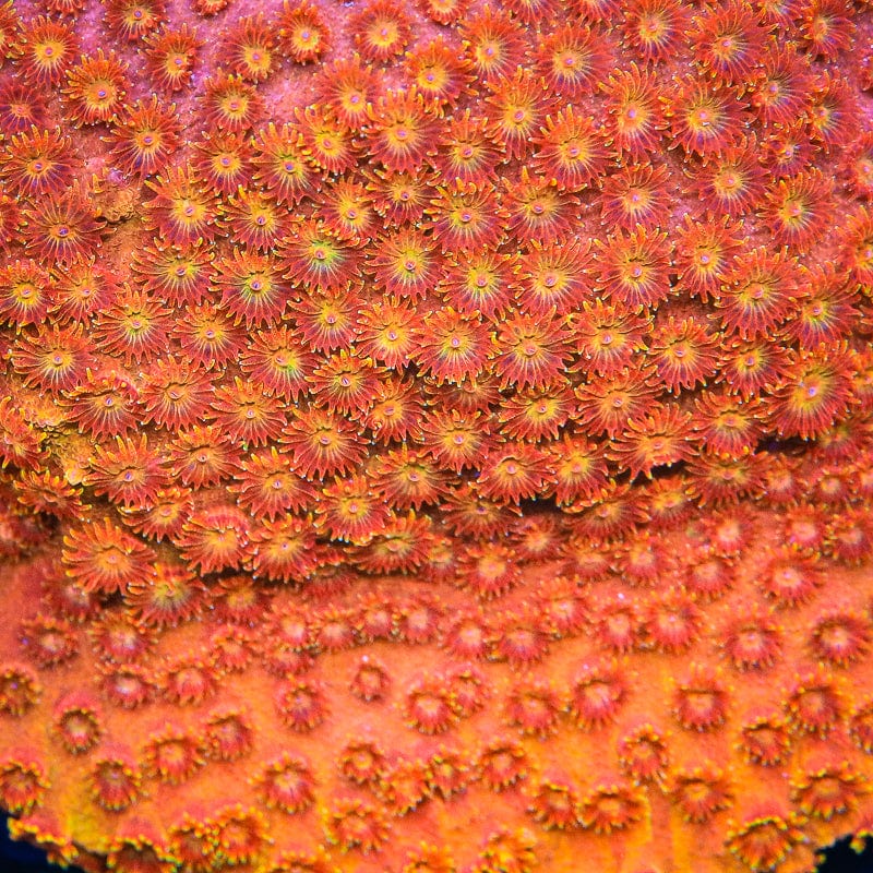 TSA Hi-C Cyphastrea Coral