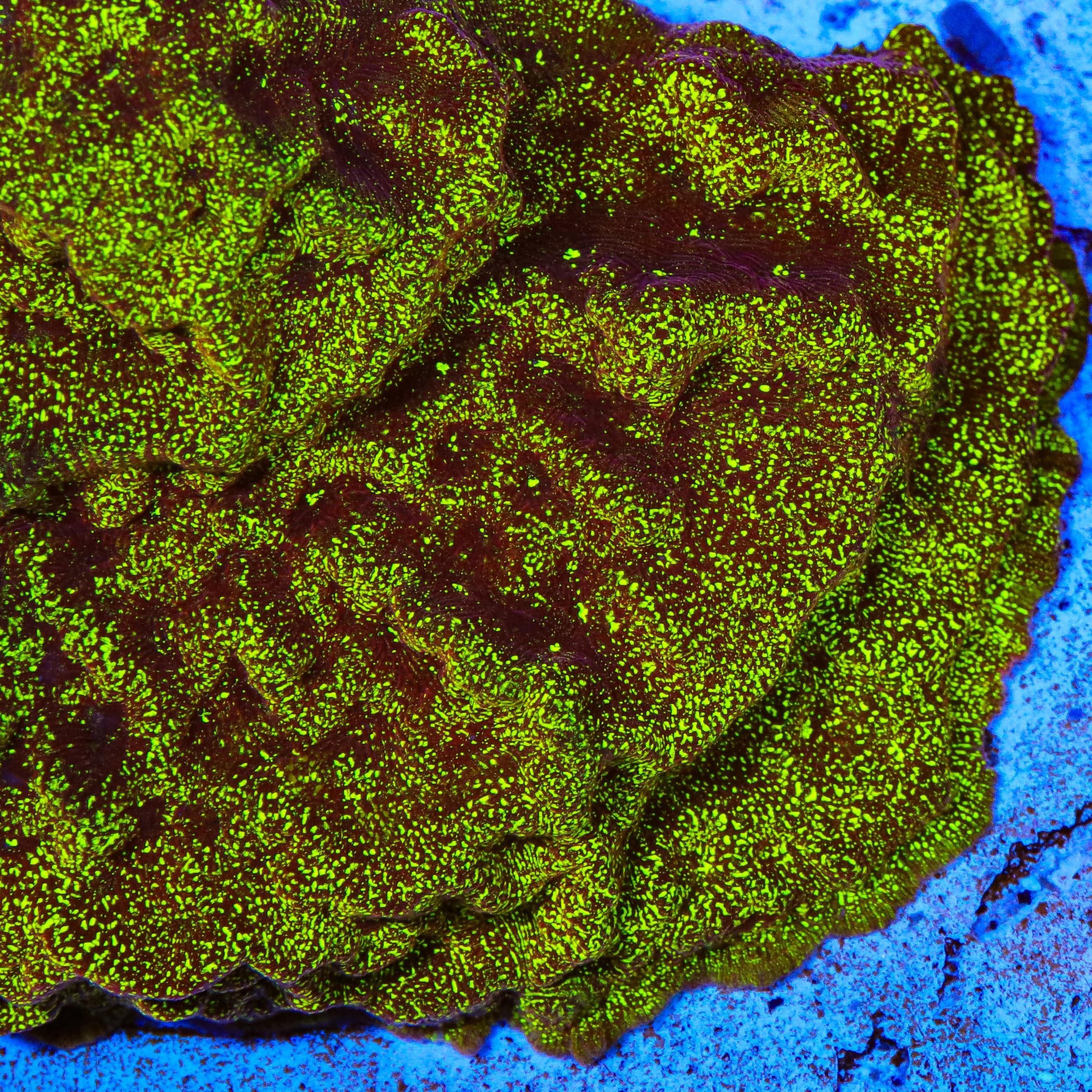 TSA High Beam Leptoseris Coral – Top Shelf Aquatics