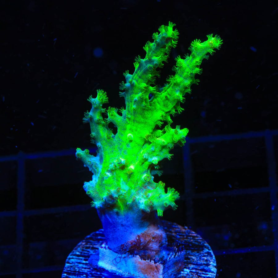 TSA Highlighter Finger Leather Coral