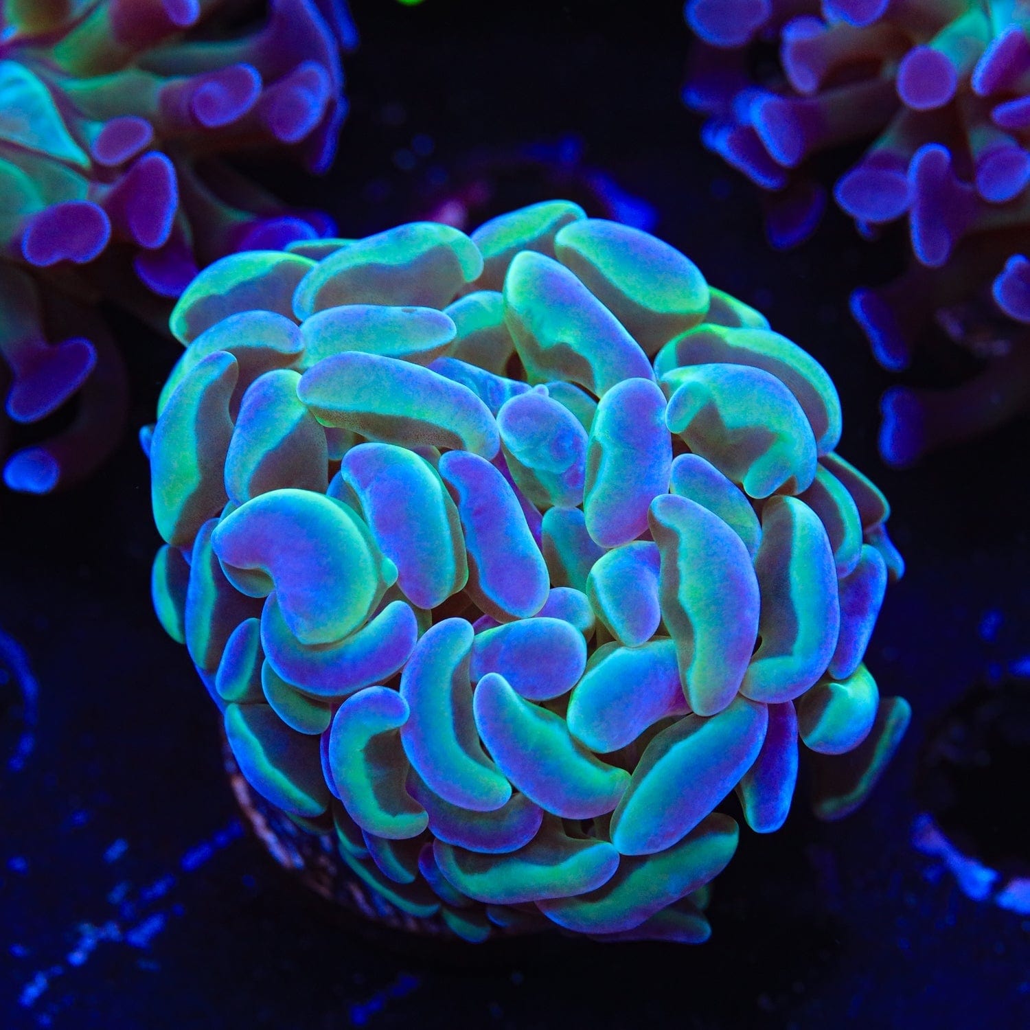 TSA Hologram Hammer Coral