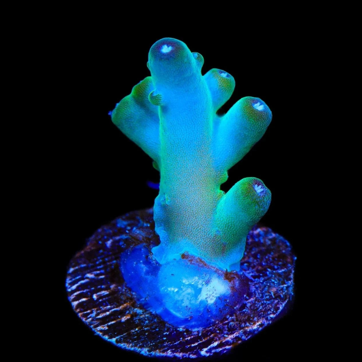 TSA Holy Diver Acropora Coral – Top Shelf Aquatics
