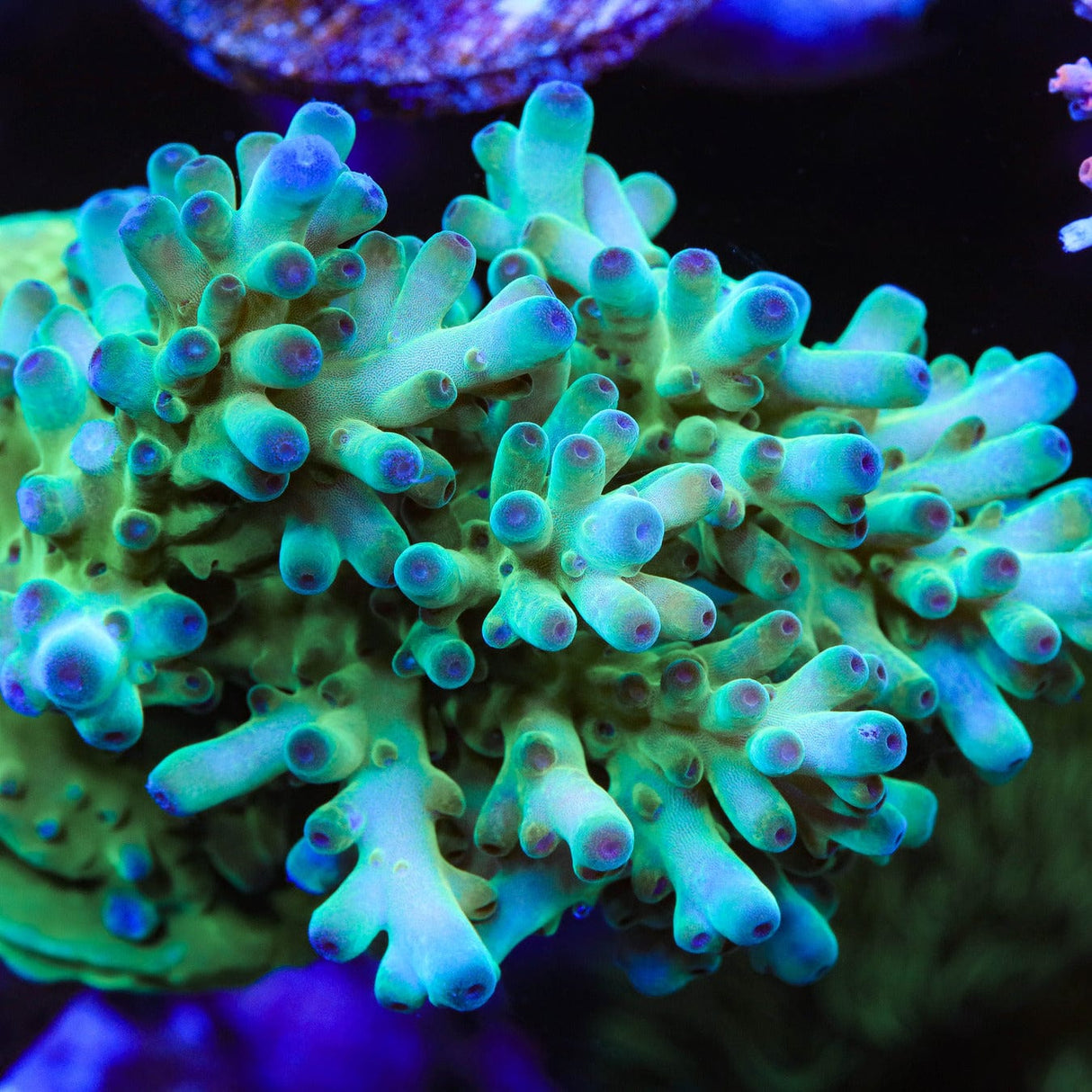 TSA Holy Diver Acropora Coral
