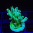 TSA Holy Diver Acropora Coral