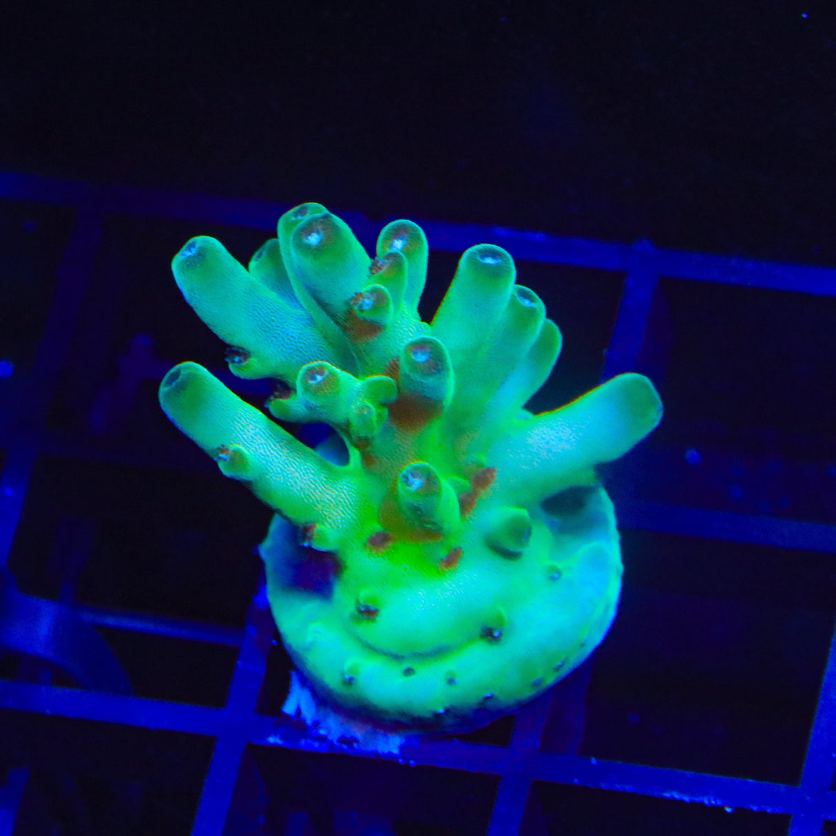 TSA Holy Diver Acropora Coral