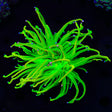 TSA Holy Grail Cotton Candy Torch Coral