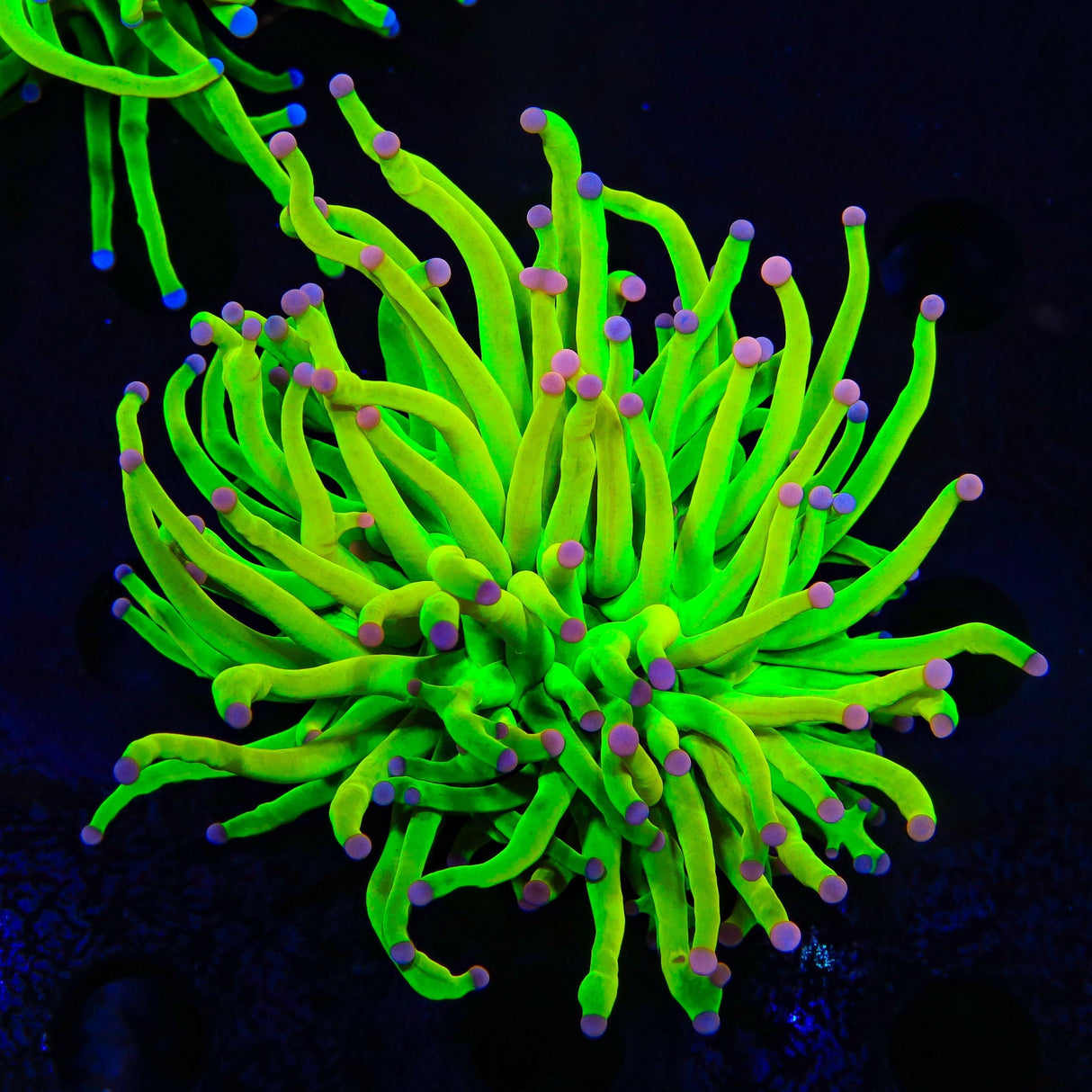 TSA Holy Grail Cotton Candy Torch Coral