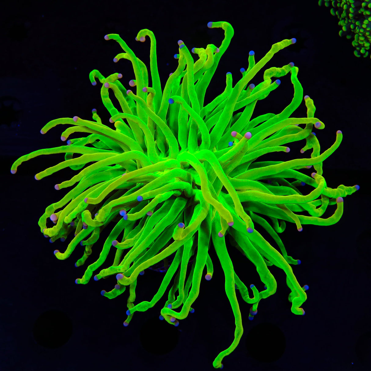 TSA Holy Grail Cotton Candy Torch Coral