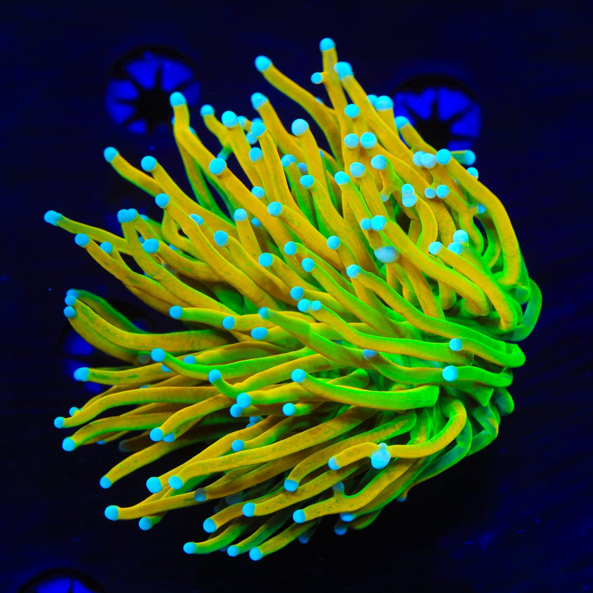 TSA Holy Grail Torch Coral