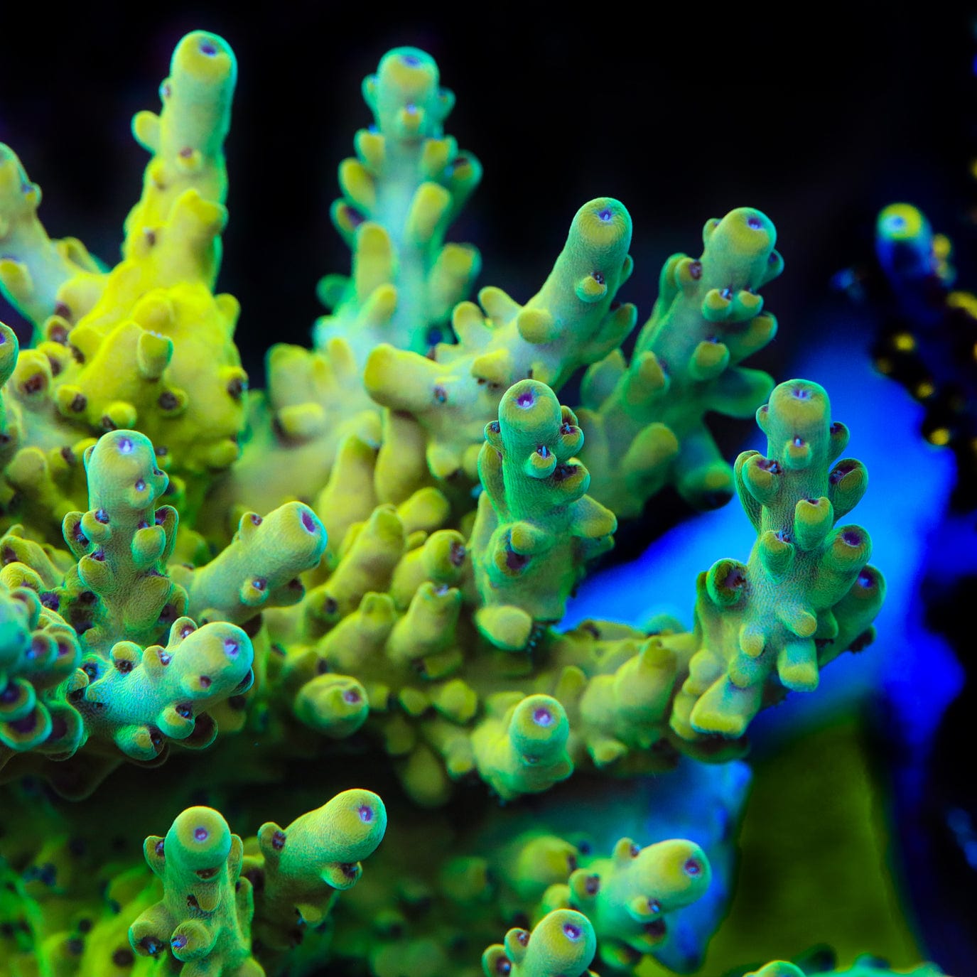 TSA Honeysuckle Acropora Coral – Top Shelf Aquatics