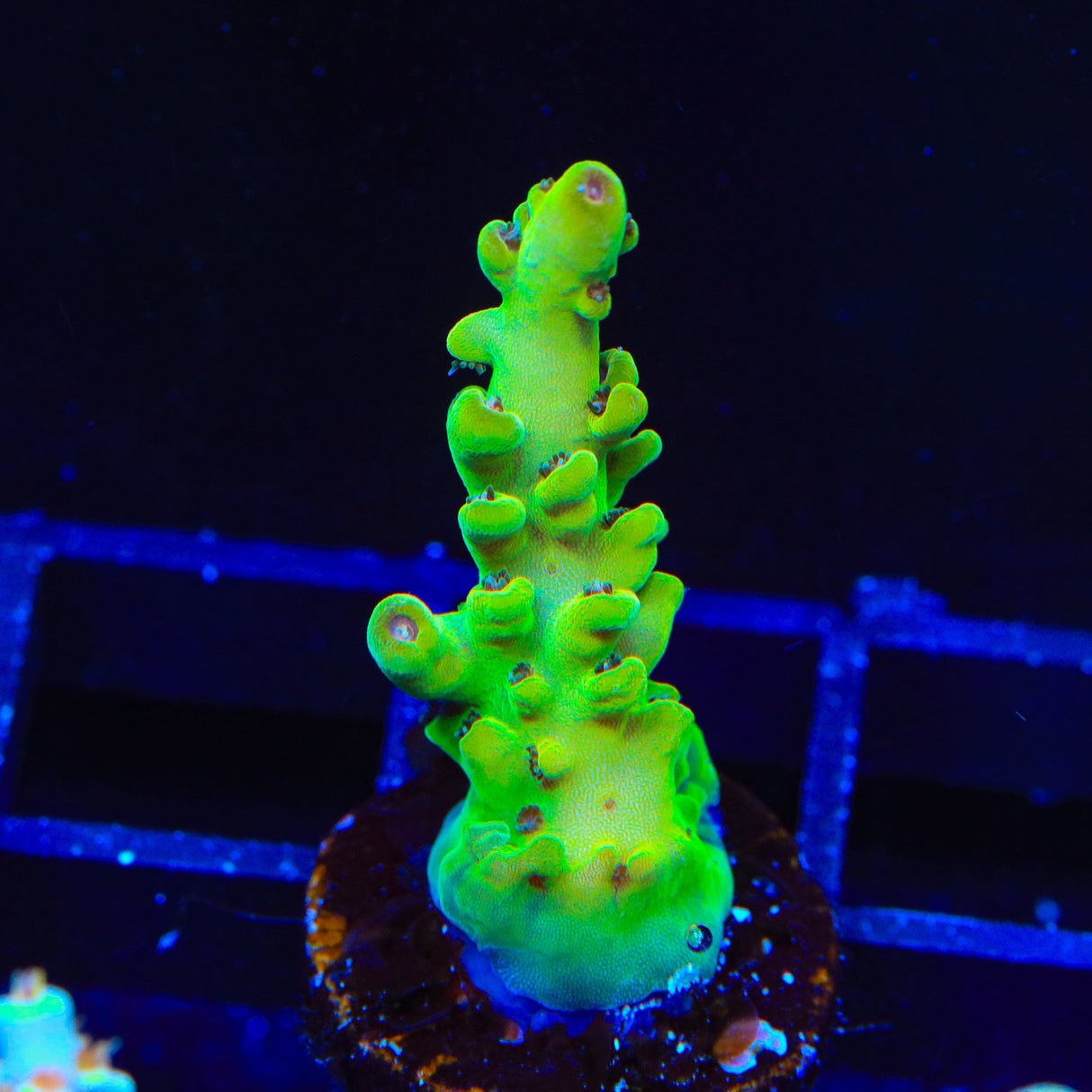 TSA Honeysuckle Acropora Coral