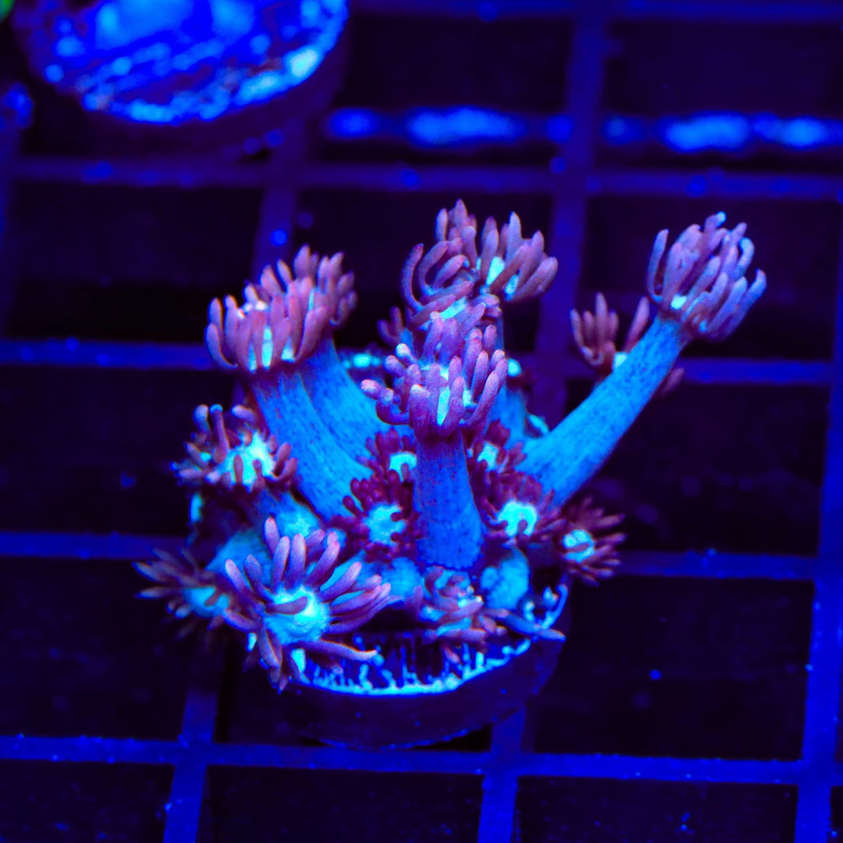 TSA Hot Flash Goniopora Coral
