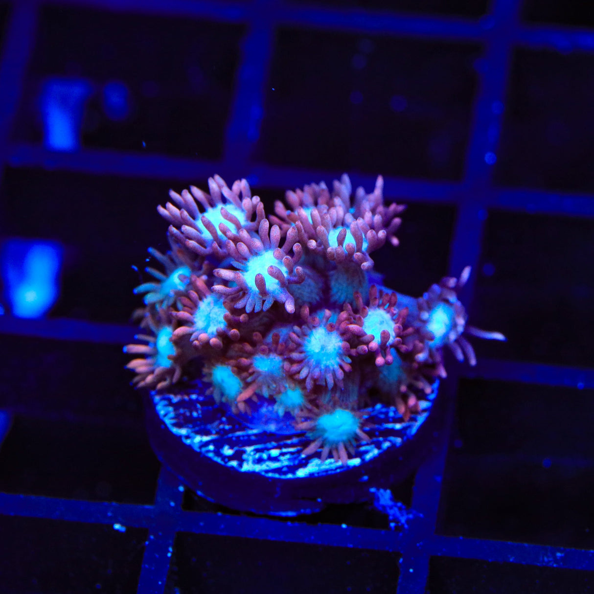 TSA Hot Flash Goniopora Coral