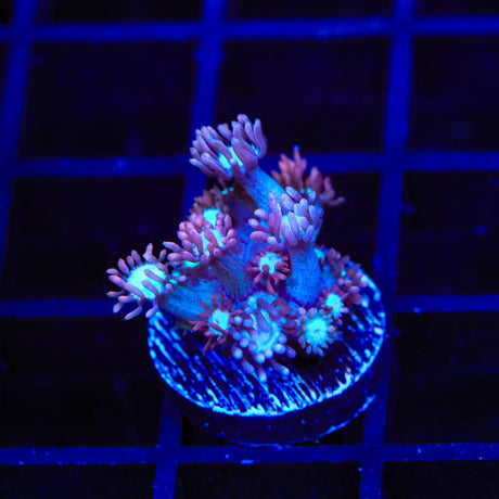 TSA Hot Flash Goniopora Coral