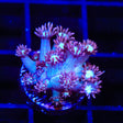 TSA Hot Flash Goniopora Coral