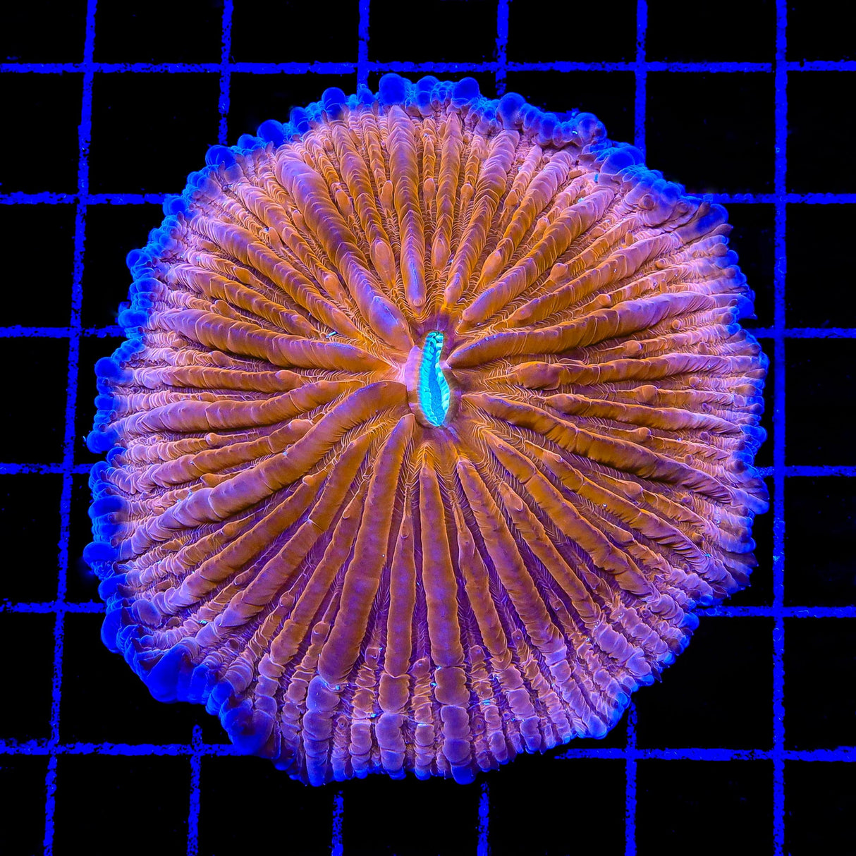 TSA Hot Pepper Aquacultured Plate Coral