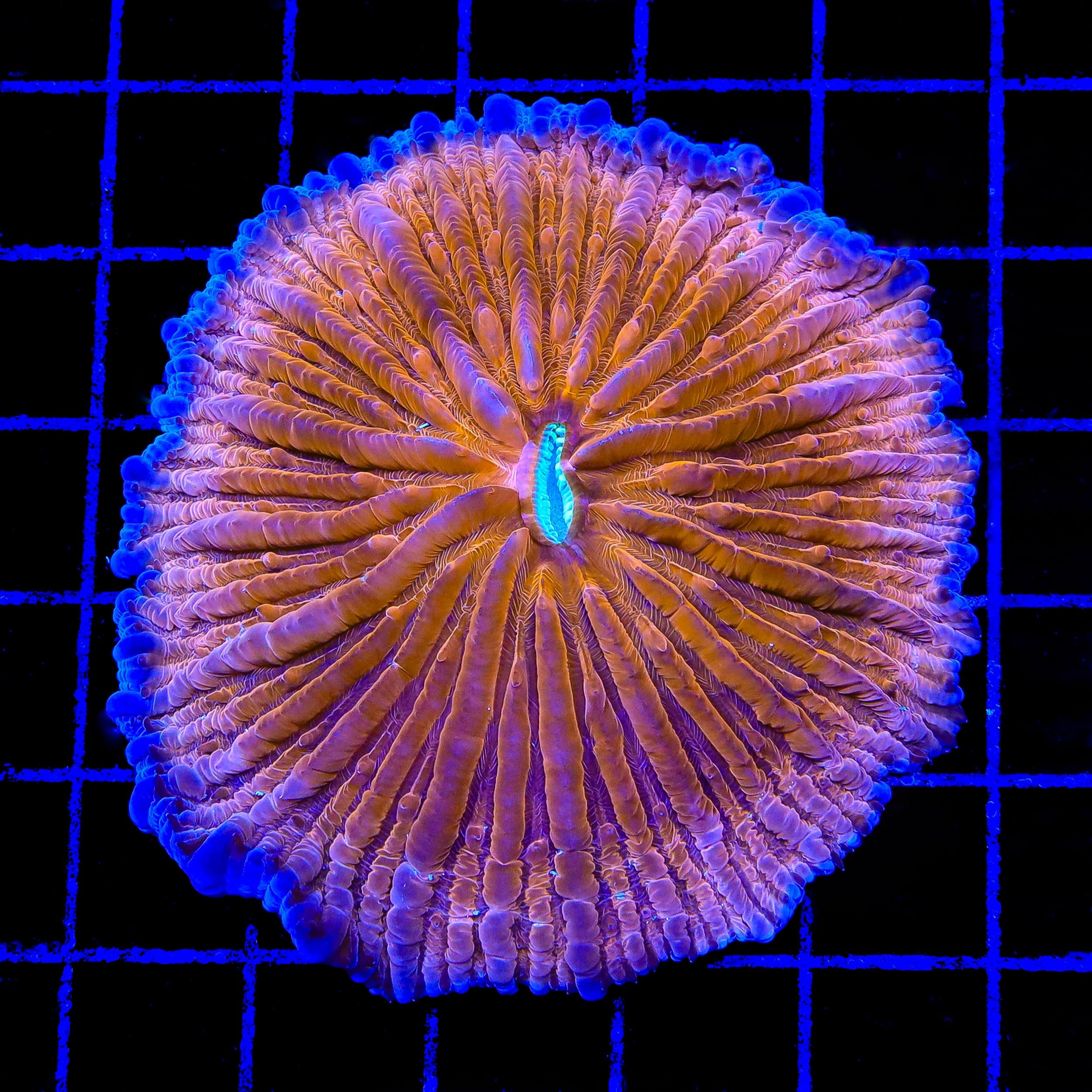 TSA Hot Pepper Aquacultured Plate Coral