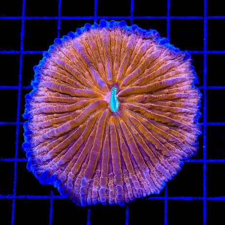 TSA Hot Pepper Aquacultured Plate Coral